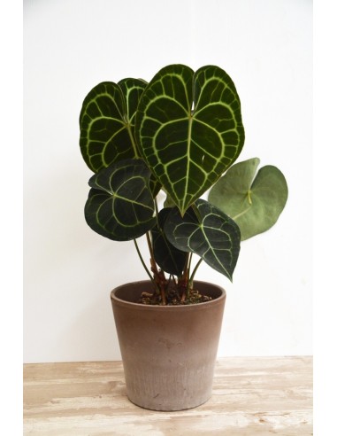 ANTHURIUM CLARINERVIUM