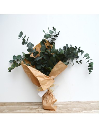 EUCALIPTUS PRESERVADO