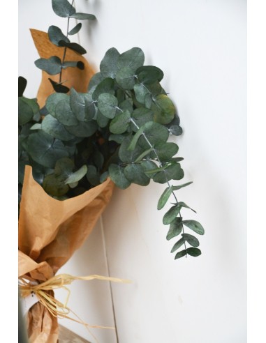 EUCALIPTUS PRESERVADO