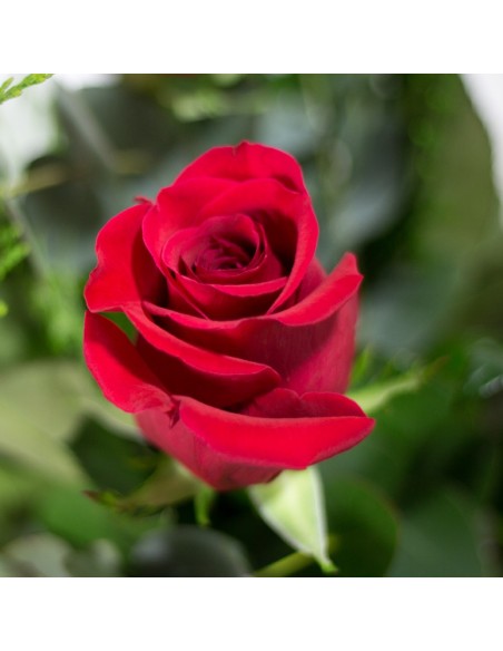 Ramo de rosas Amor infinito