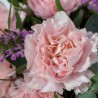 ramo de claveles en tonos rosas para regalar