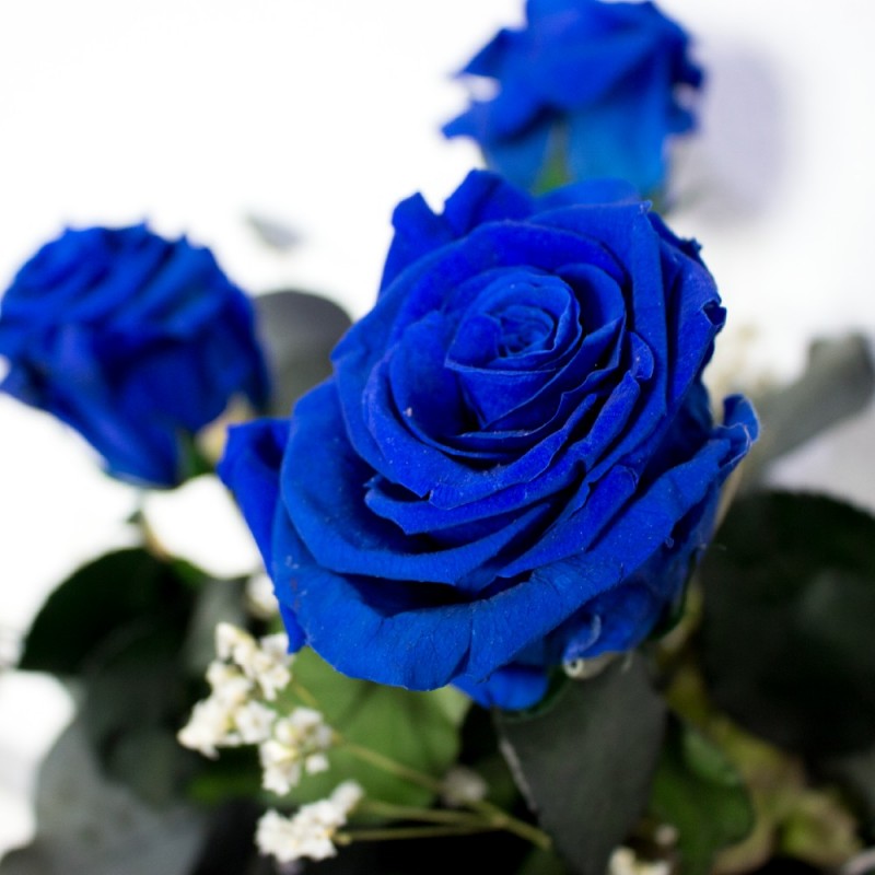 Comprar ramo de rosas azules preservadas en Barcelona. Envio 24h