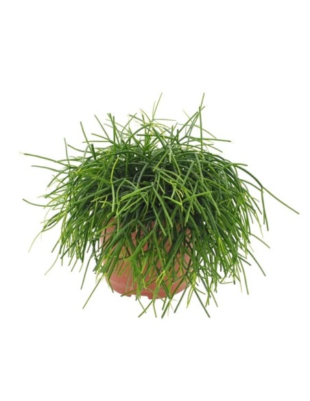 RHIPSALIS CASSUTHA