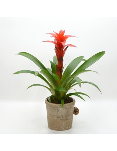 GUZMANIA