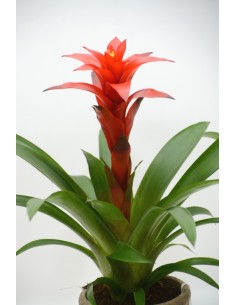 Comprar planta Guzmania con envio a domicilio 24h. Cuidados guzmania. 2