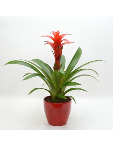 GUZMANIA