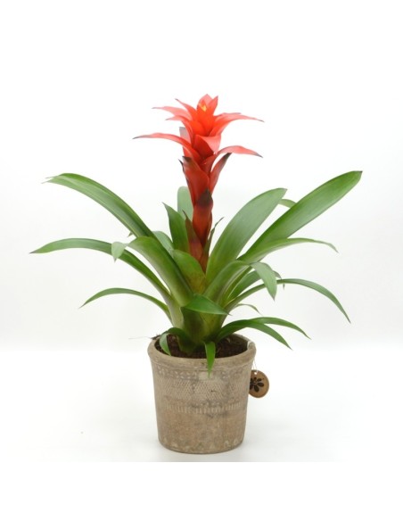 GUZMANIA