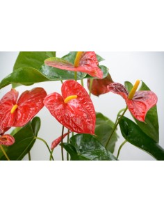 Planta Anthurium 2