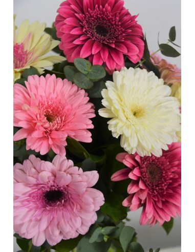 Gerberas rosas. Ramo de flores de gerbera blanca