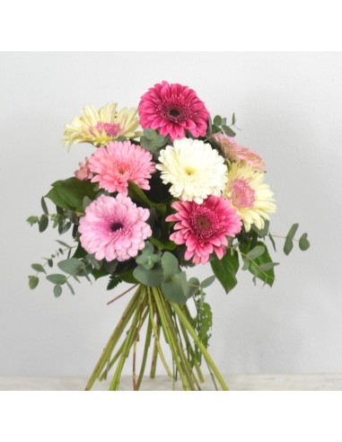 Gerberas rosas. Ramo de flores de gerbera blanca