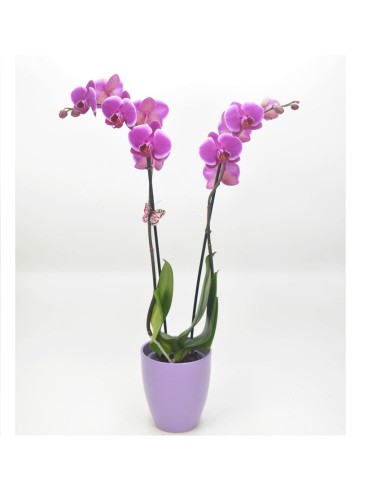 PHALAENOPSIS ROSADO