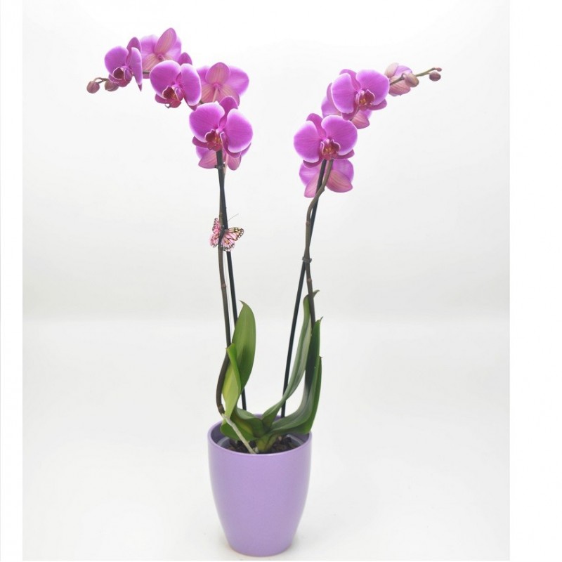 Comprar planta de orquidea Phalenopsis rosa, con envío a domicilio 24h
