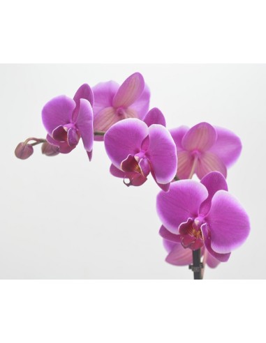PHALAENOPSIS ROSADO