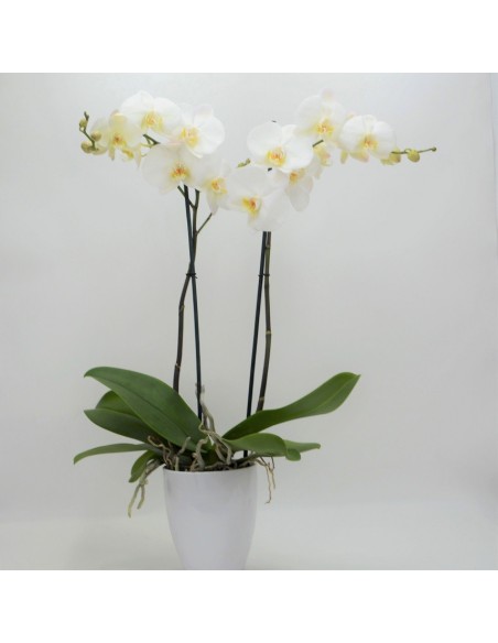 PHALENOPSIS BLANCO. Orquidea blanca. Planta orquidea con macetero.