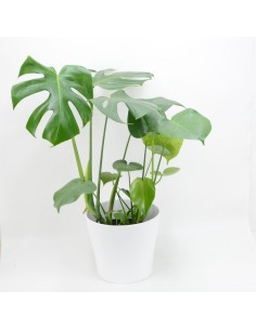 Compra online Monstera Deliciosa con envío a domicilio 24h. 2