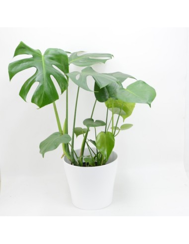 MONSTERA DELICIOSA