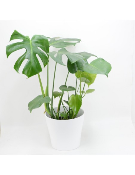 MONSTERA DELICIOSA