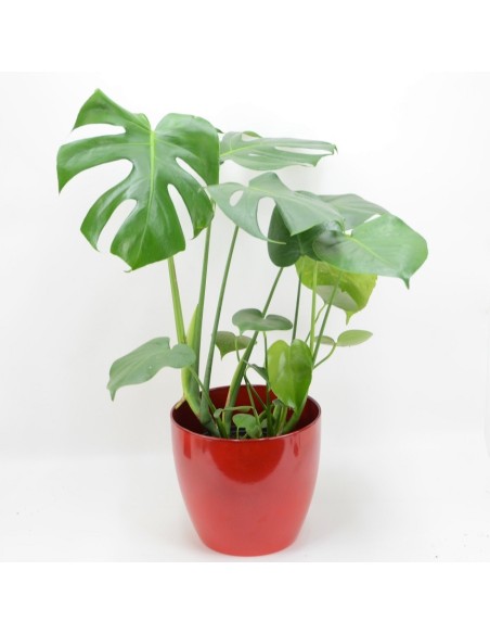 MONSTERA DELICIOSA