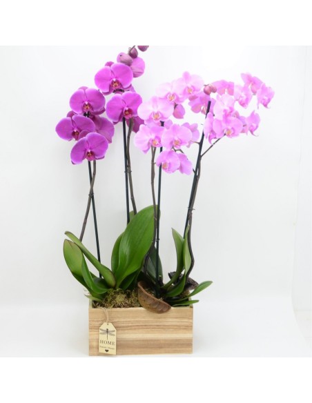 Cesto con Phalenopsis