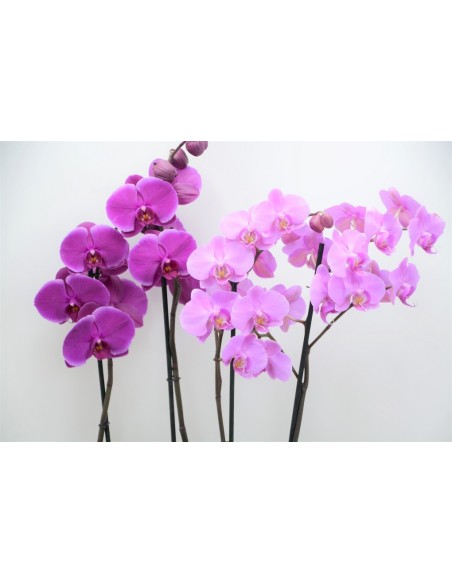 Cesto con Phalenopsis