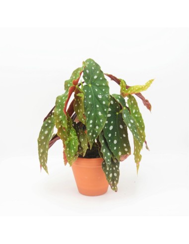 BEGONIA MACULATA