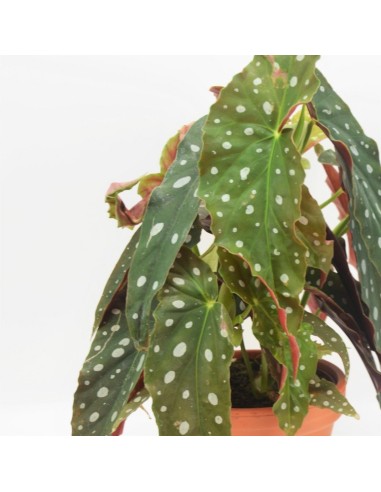 BEGONIA MACULATA