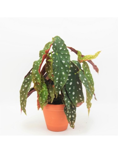 BEGONIA MACULATA