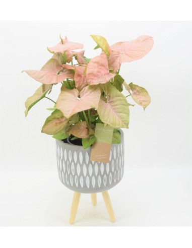 SYNGONIUM PINK HEART