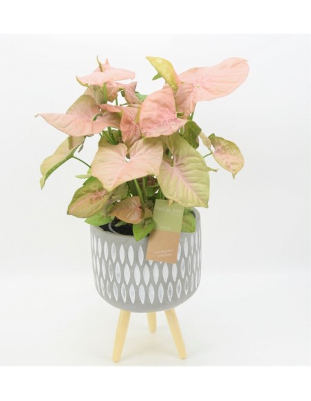 SYNGONIUM PINK HEART