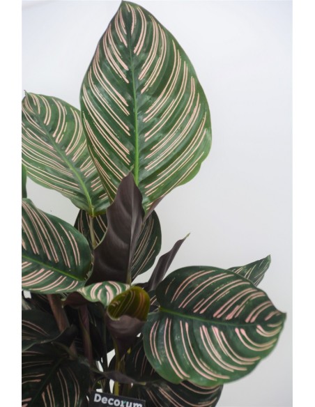 CALATHEA ORNATA