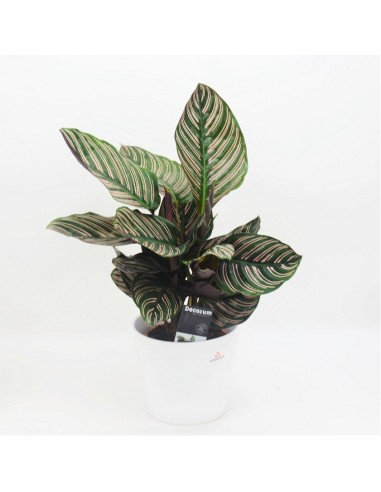 CALATHEA ORNATA
