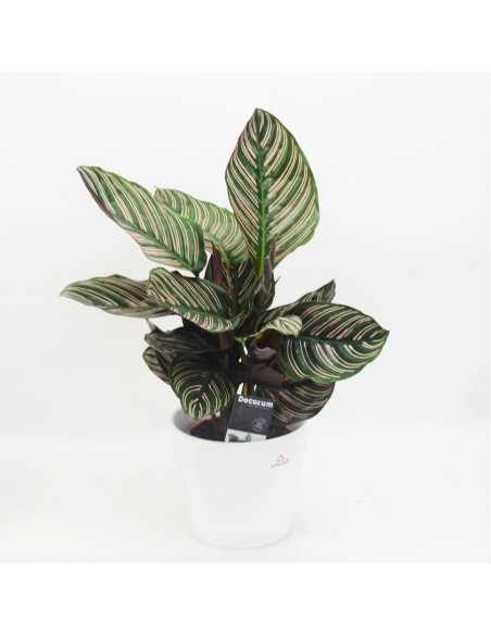 CALATHEA ORNATA