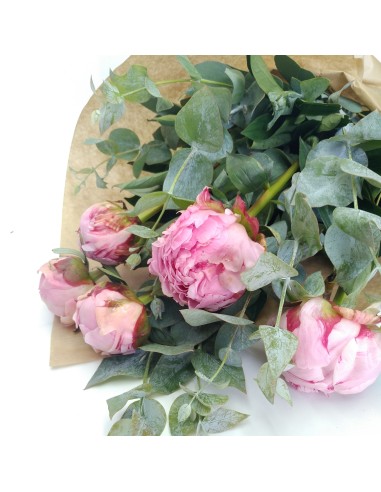 PEONIA  DREAM