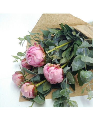 PEONIA  DREAM