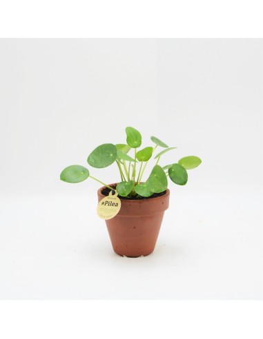 PILEA PEPEROMIOIDES MINI