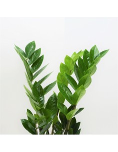 Planta de zamioculca para envios 24H. 2