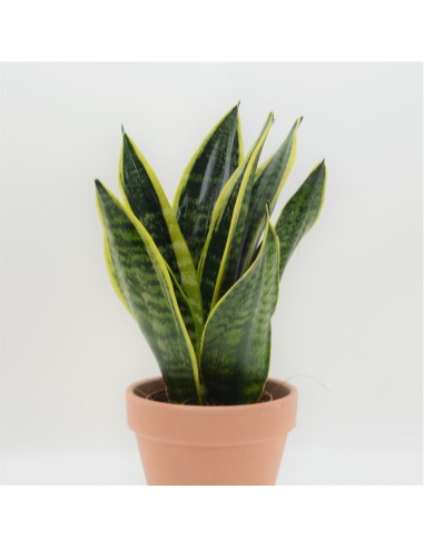 SANSEVIERA LAURENTII 14