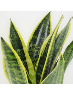 Comprar planta Sanseviera Futura superba. Envio de plantas 24h. 2