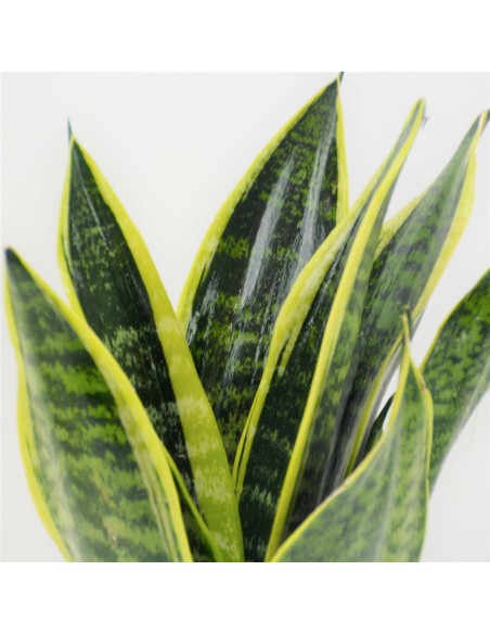 SANSEVIERA LAURENTII 14
