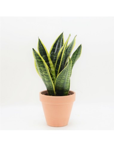 SANSEVIERA LAURENTII 14