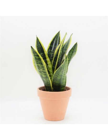 SANSEVIERA LAURENTII 14