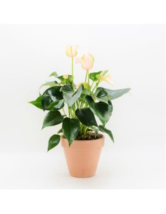 ANTHURIUM JOLI PEACH 2
