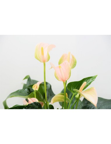 ANTHURIUM JOLI PEACH