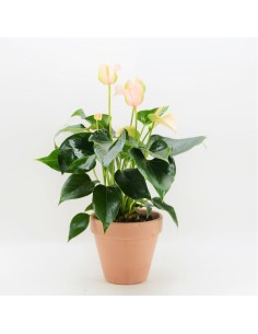 ANTHURIUM JOLI PEACH