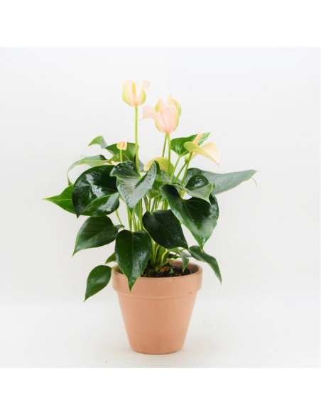 ANTHURIUM JOLI PEACH