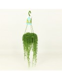 SENECIO ROWLEYANUS