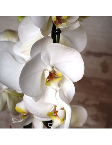 PHALENOPSIS BLANCO. Orquidea blanca. Planta orquidea con macetero.