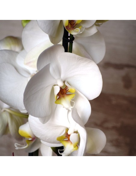 PHALENOPSIS BLANCO. Orquidea blanca. Planta orquidea con macetero.