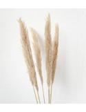 RAMA CORTADERIA /PAMPA