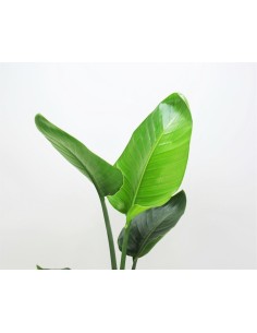 STERLITZIA NICOLAI. planta ave del paraiso 2